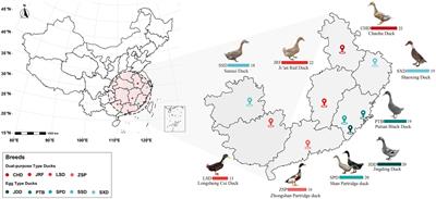 Microbial diversity and community composition of fecal microbiota in dual-purpose and egg type ducks